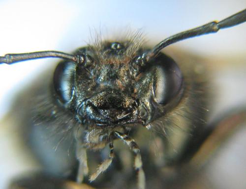 Abia fasciata