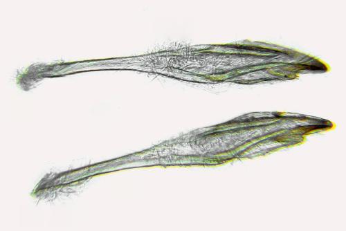 Euura saliciscinereae