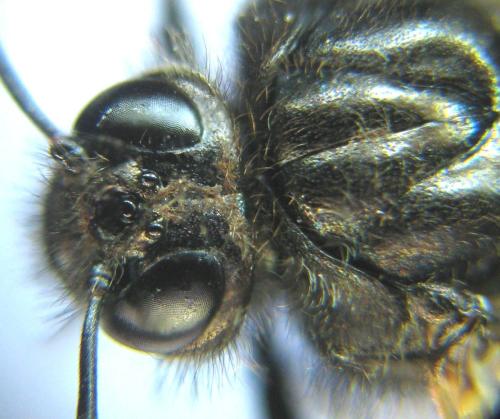 Abia fasciata
