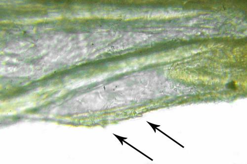 Euura saliciscinereae