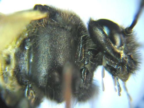 Abia fasciata