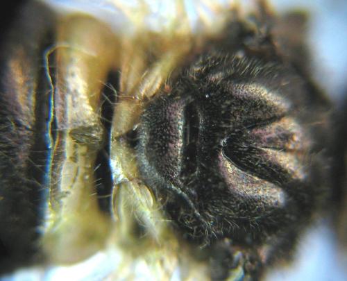 Abia fasciata