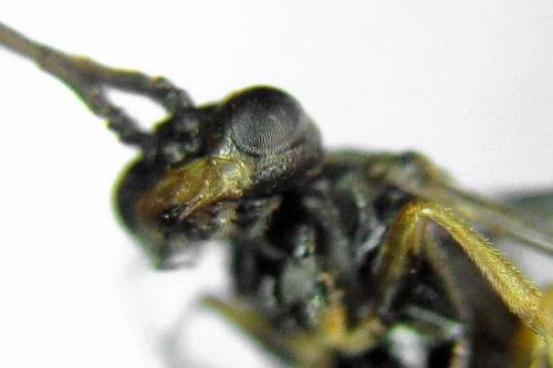Euura saliciscinereae