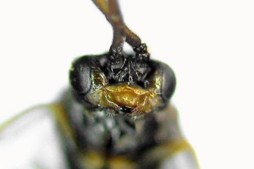 Euura saliciscinereae