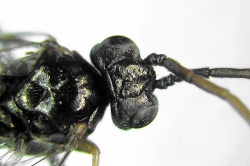 Euura saliciscinereae