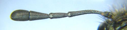 Réf. 320 369 : Abia fasciata