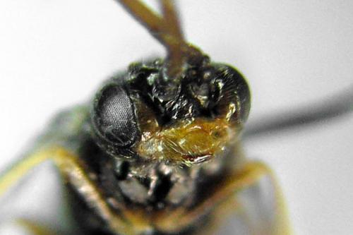 Euura saliciscinereae