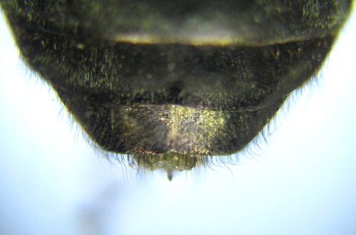 Abia fasciata