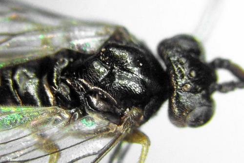 Euura saliciscinereae