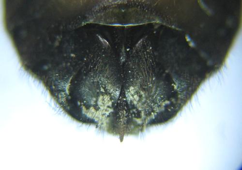 Abia fasciata