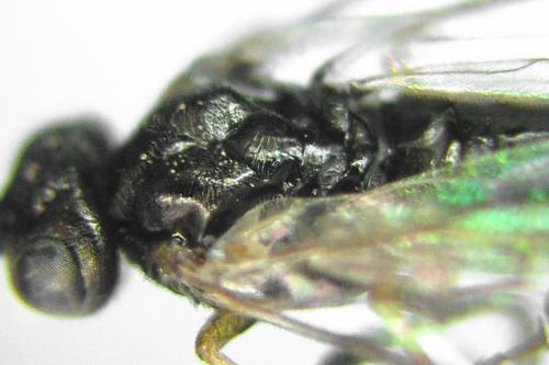 Euura saliciscinereae