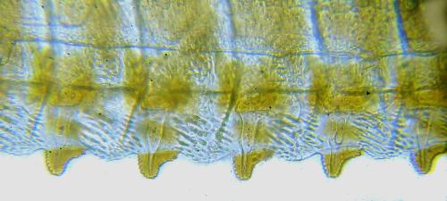 Abia fasciata