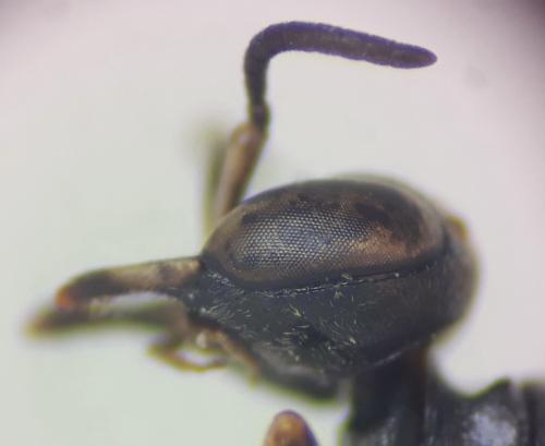 Réf. 320 046 : Passaloecus gracilis