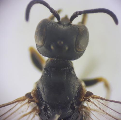 Réf. 320 050 : Passaloecus gracilis