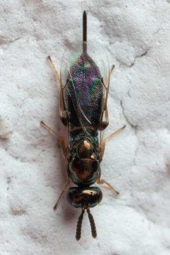 Roptrocerus xylophagorum