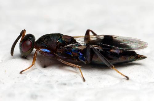 Metacolus unifasciatus