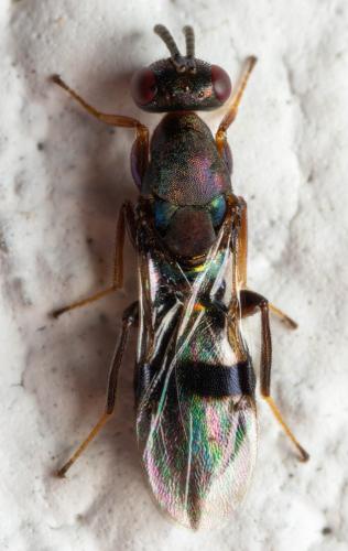 Metacolus unifasciatus