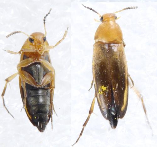 Anaspis flava