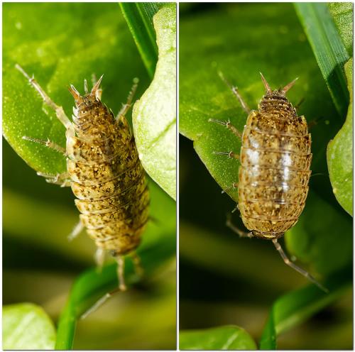 Réf. 320 568 : Philoscia sp.