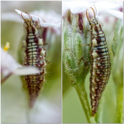 Réf. 320 659 : Chrysoperla sp.