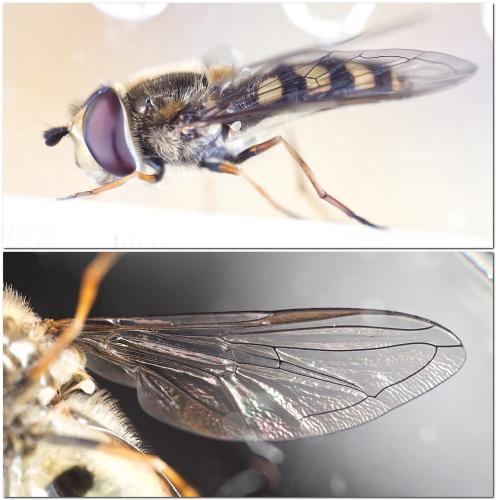 Réf. 320 668 : Eupeodes luniger