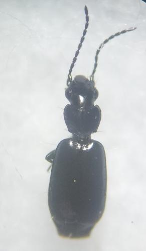 Réf. 320 576 : Microlestes maurus