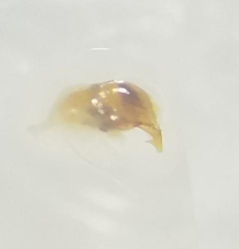 Microlestes maurus