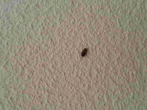 Anthrenus sp.