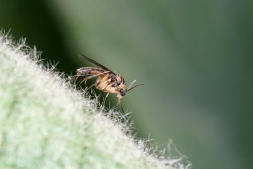 Leia sp.