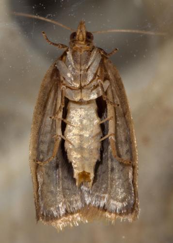 Clepsis consimilana