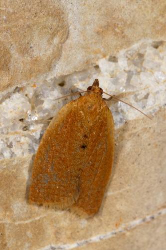 Clepsis consimilana