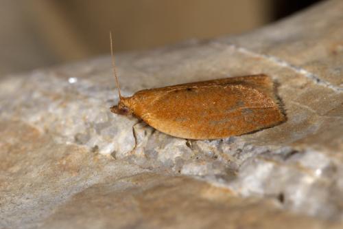 Clepsis consimilana