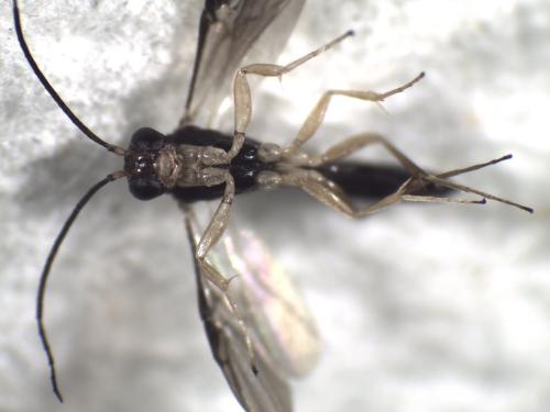 Neoneurus auctus
