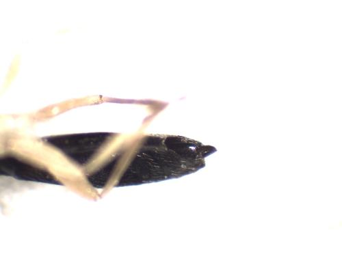 Neoneurus auctus