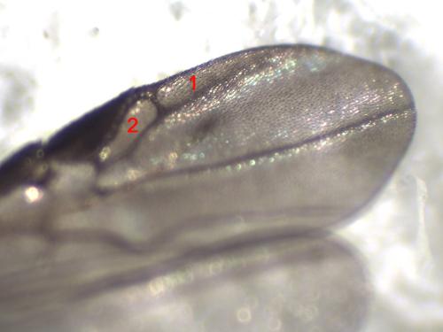 Neoneurus auctus