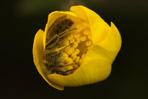 Andrena sp.