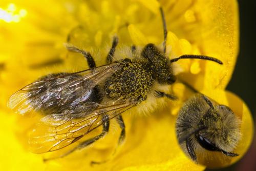 Andrena sp.