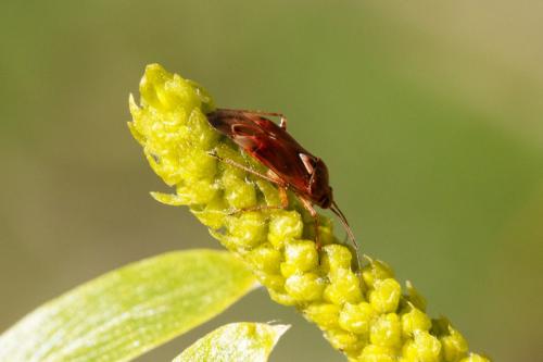 Lygus sp.