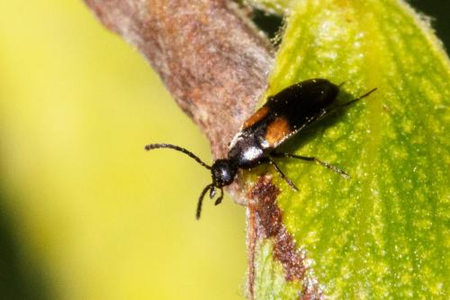 Réf. 320 670 : Anaspis fasciata