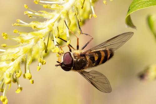 Réf. 320 671 : Syrphus torvus