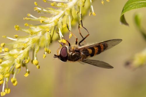 Réf. 320 675 : Syrphus torvus