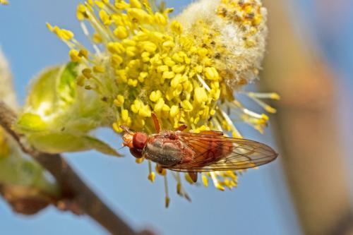 Brachyopa sp.