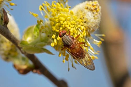 Brachyopa sp.