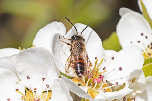 Réf. 320 792 : Andrena sp.