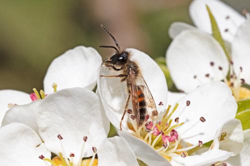 Réf. 320 793 : Andrena sp.