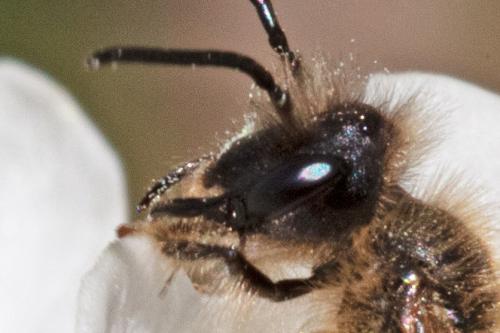 Réf. 320 987 : Andrena sp.