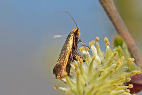 Réf. 320 940 : Adela cuprella