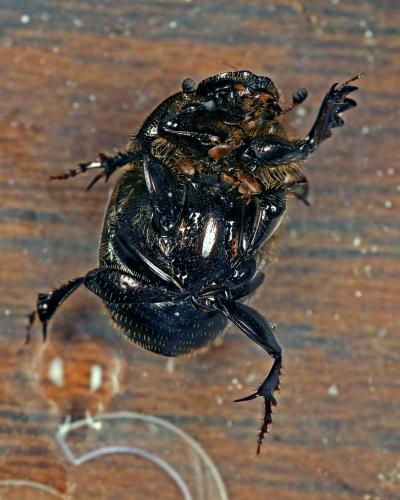 Réf. 320 666 : Onthophagus vacca
