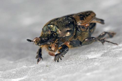Réf. 320 664 : Onthophagus vacca
