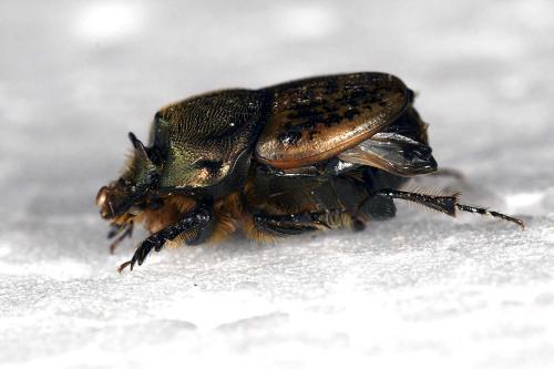 Réf. 320 665 : Onthophagus vacca